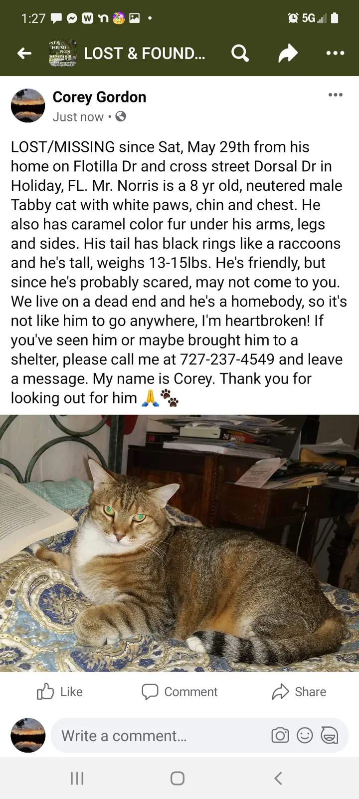 Lost cat in Holiday, FL, 34690