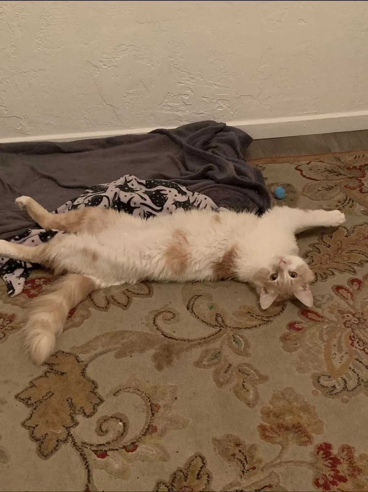 Lost cat in Escondido, CA, 92027