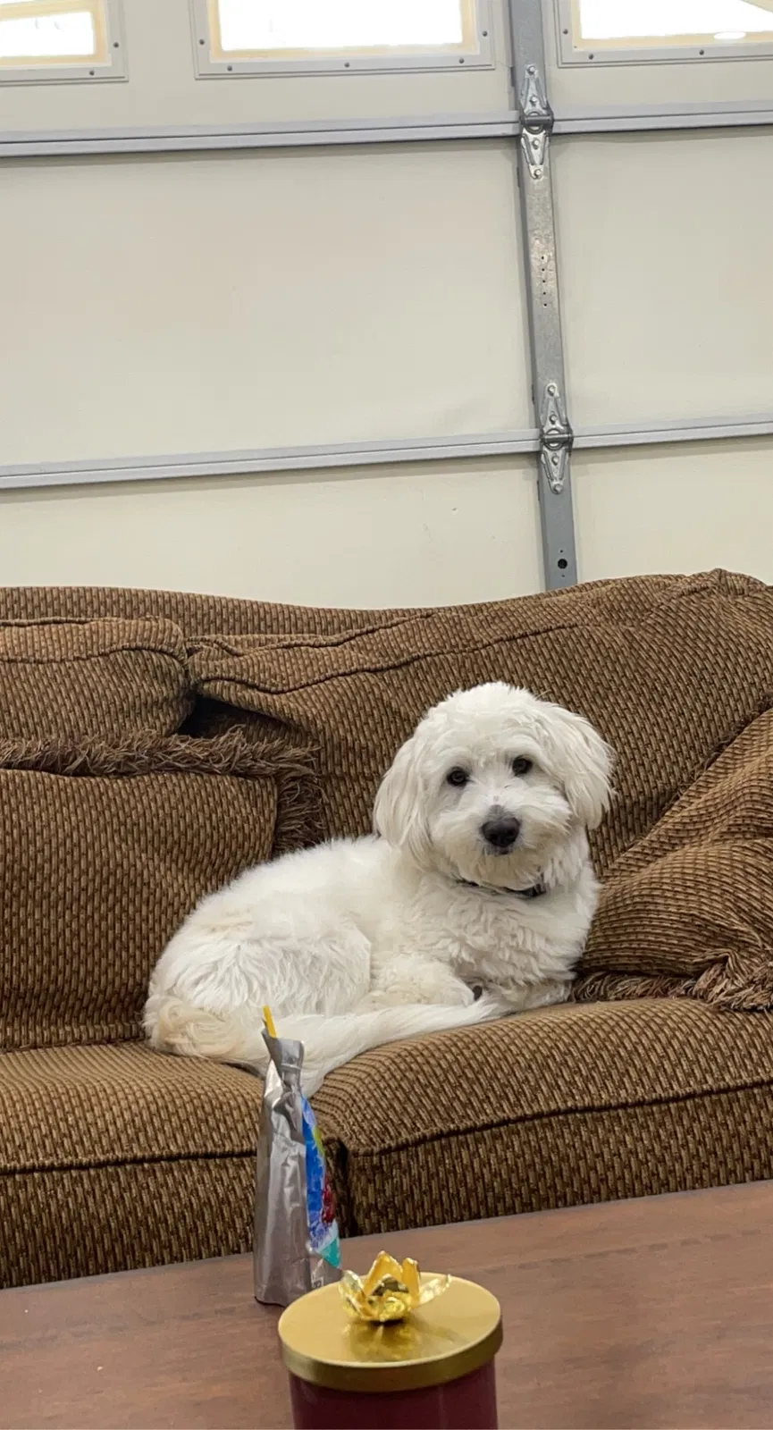 Lost dog in El Cajon, CA, 92020