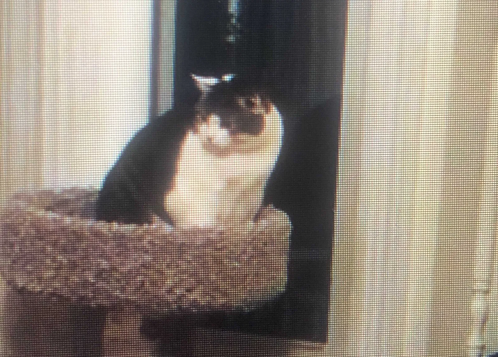 Lost cat in Providence, RI, 2906