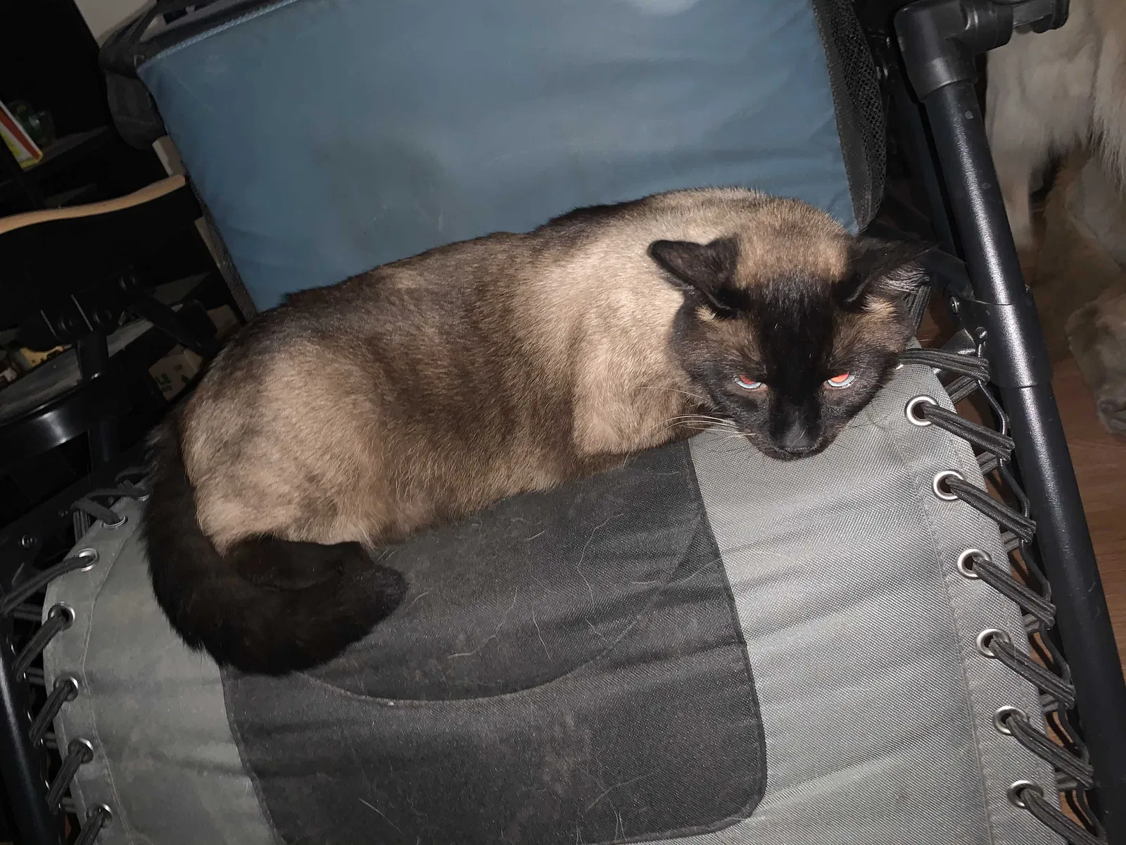 Lost cat in Warren, MI, 48091