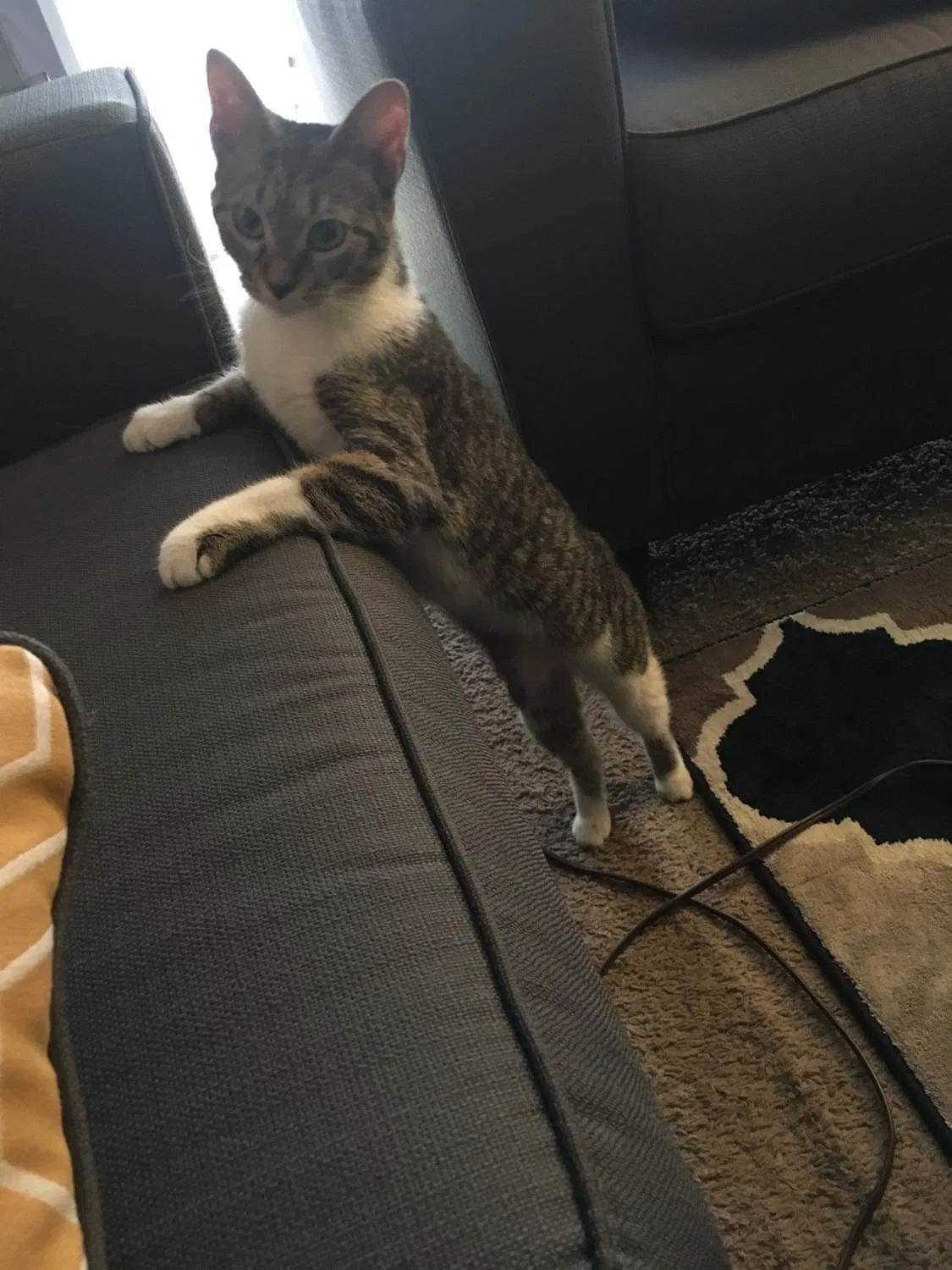 Lost cat in Cincinnati, OH, 45220