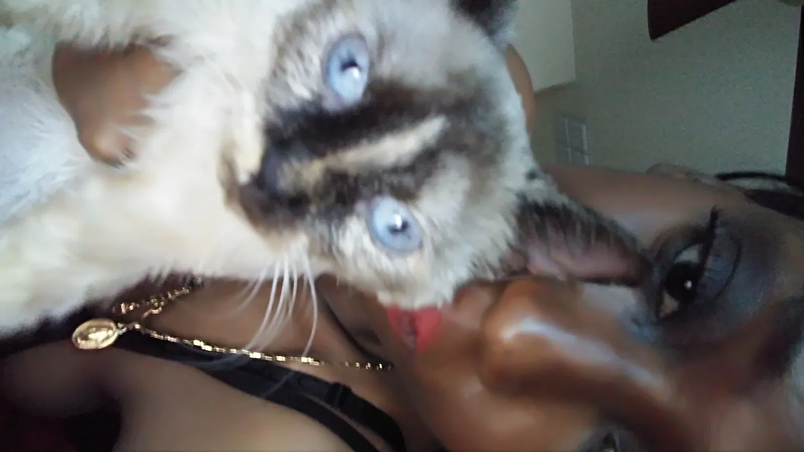 Lost cat in San Tan Valley, AZ, 85143
