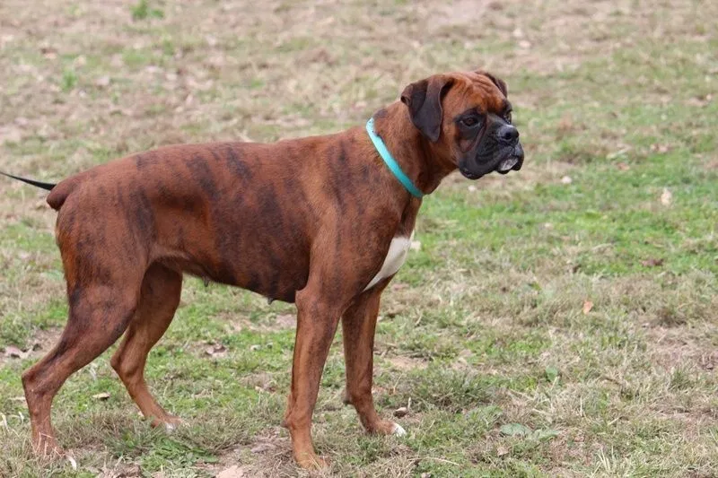 Lost dog in Columbus, OH, 43227