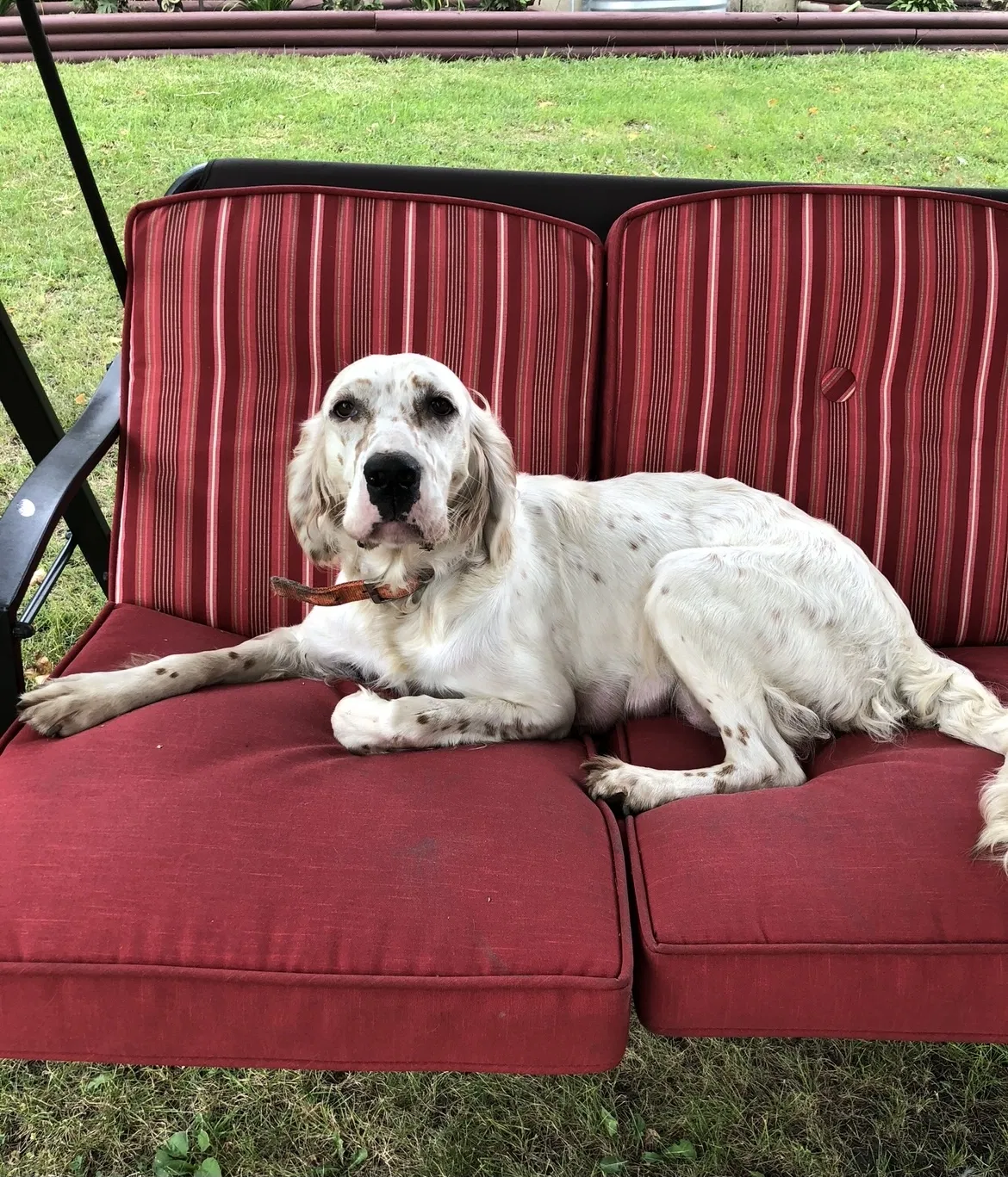 Lost dog in Gibbon, MN, 55335