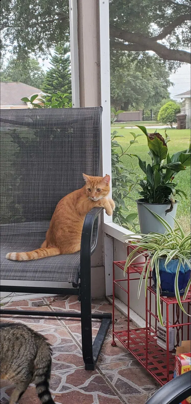 Lost cat in Lake Wales, FL, 33859