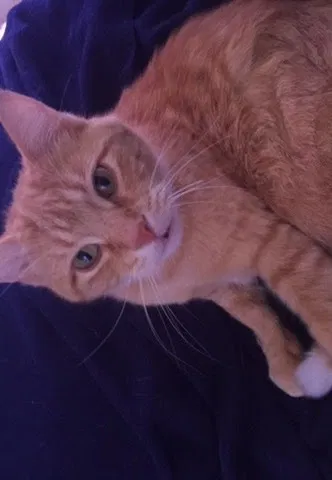 Lost cat in Anderson, IN, 46016