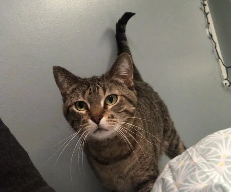 Lost cat in Minneapolis, MN, 55449
