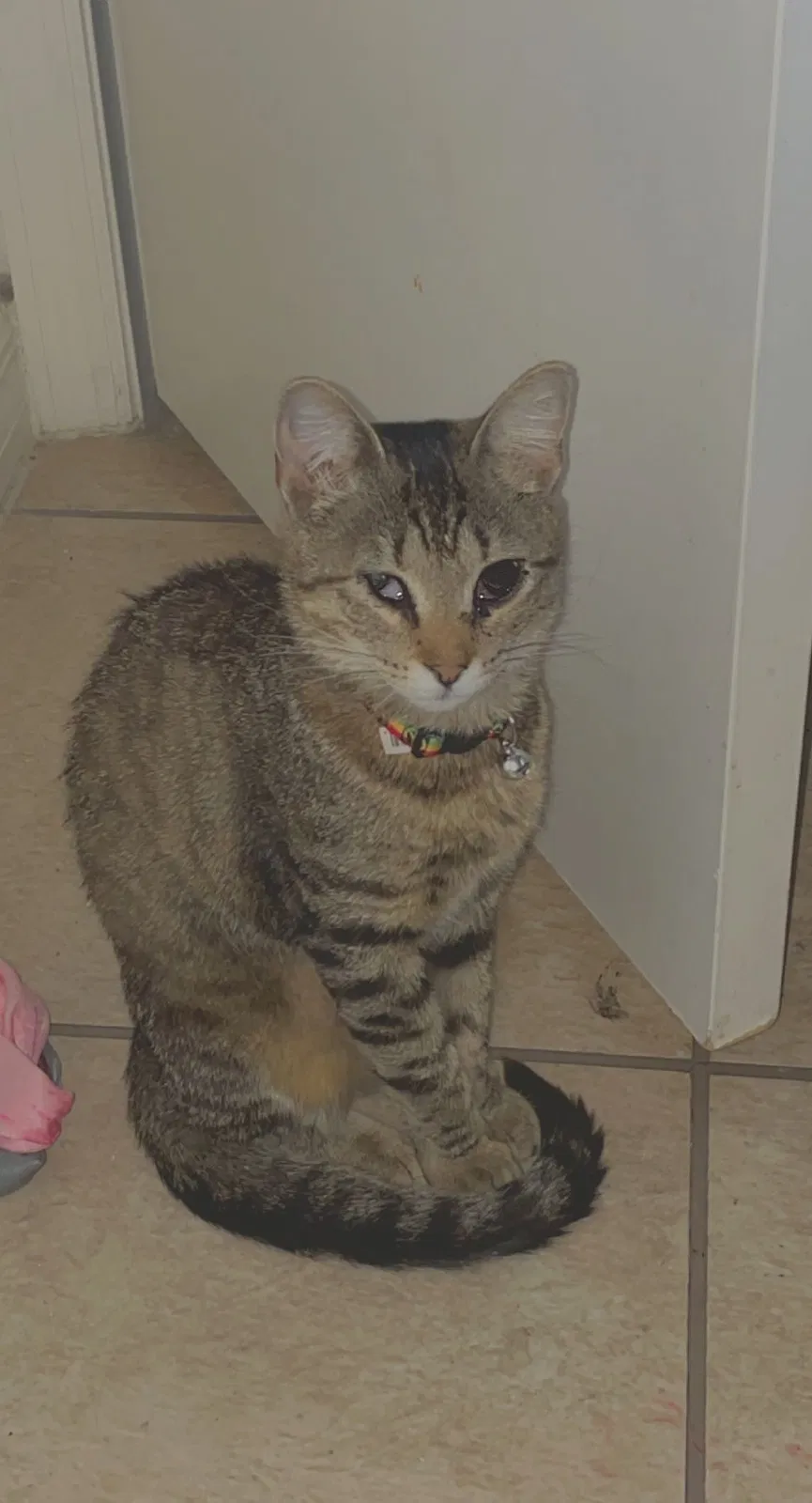 Lost cat in Babson Park, FL, 33827