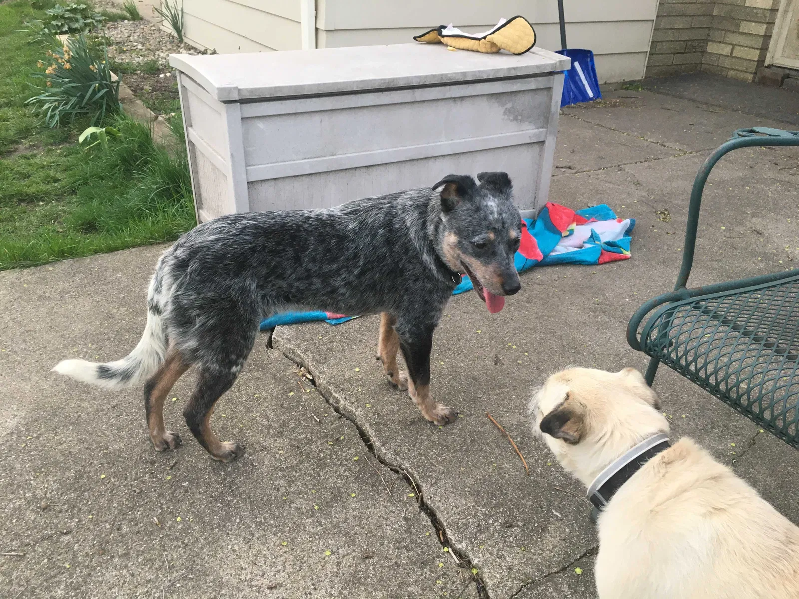 Lost dog in Edwardsburg, MI, 49112