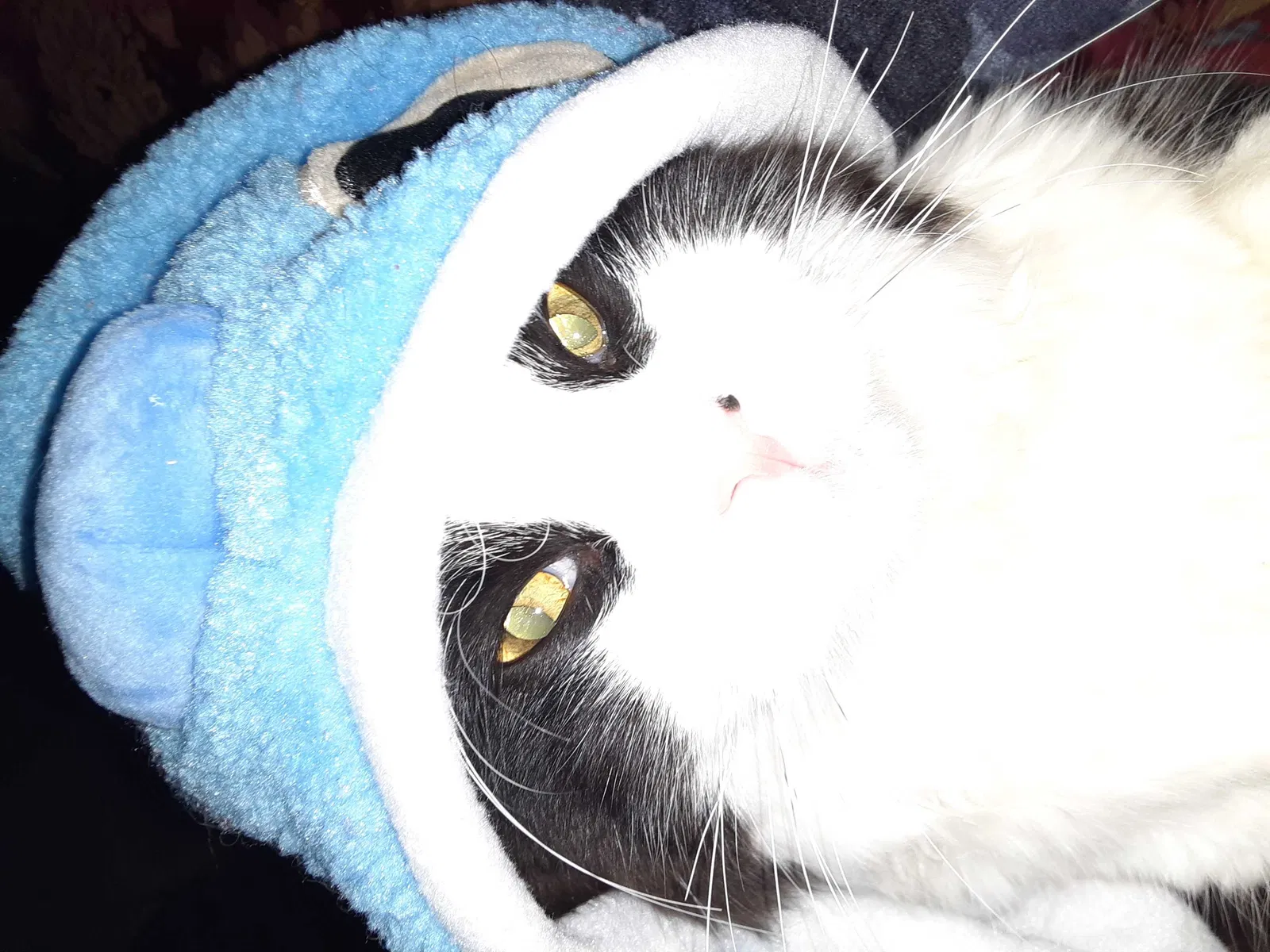 Lost cat in Saint Paul, MN, 55119