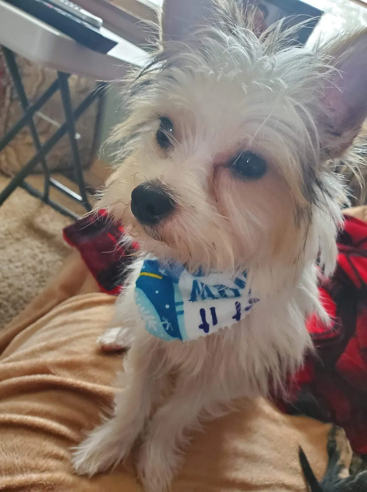 Lost dog in Mather, WI, 54641