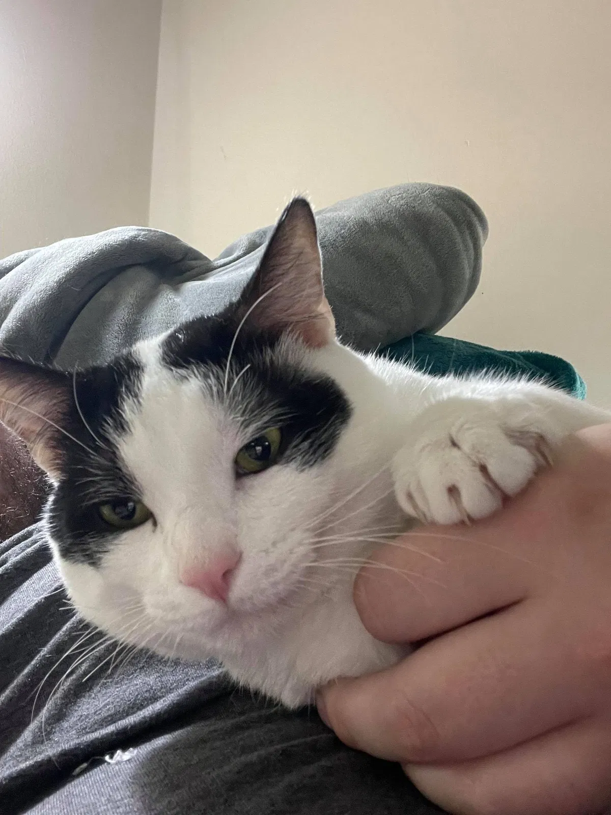 Lost cat in Jacksonville, FL, 32277
