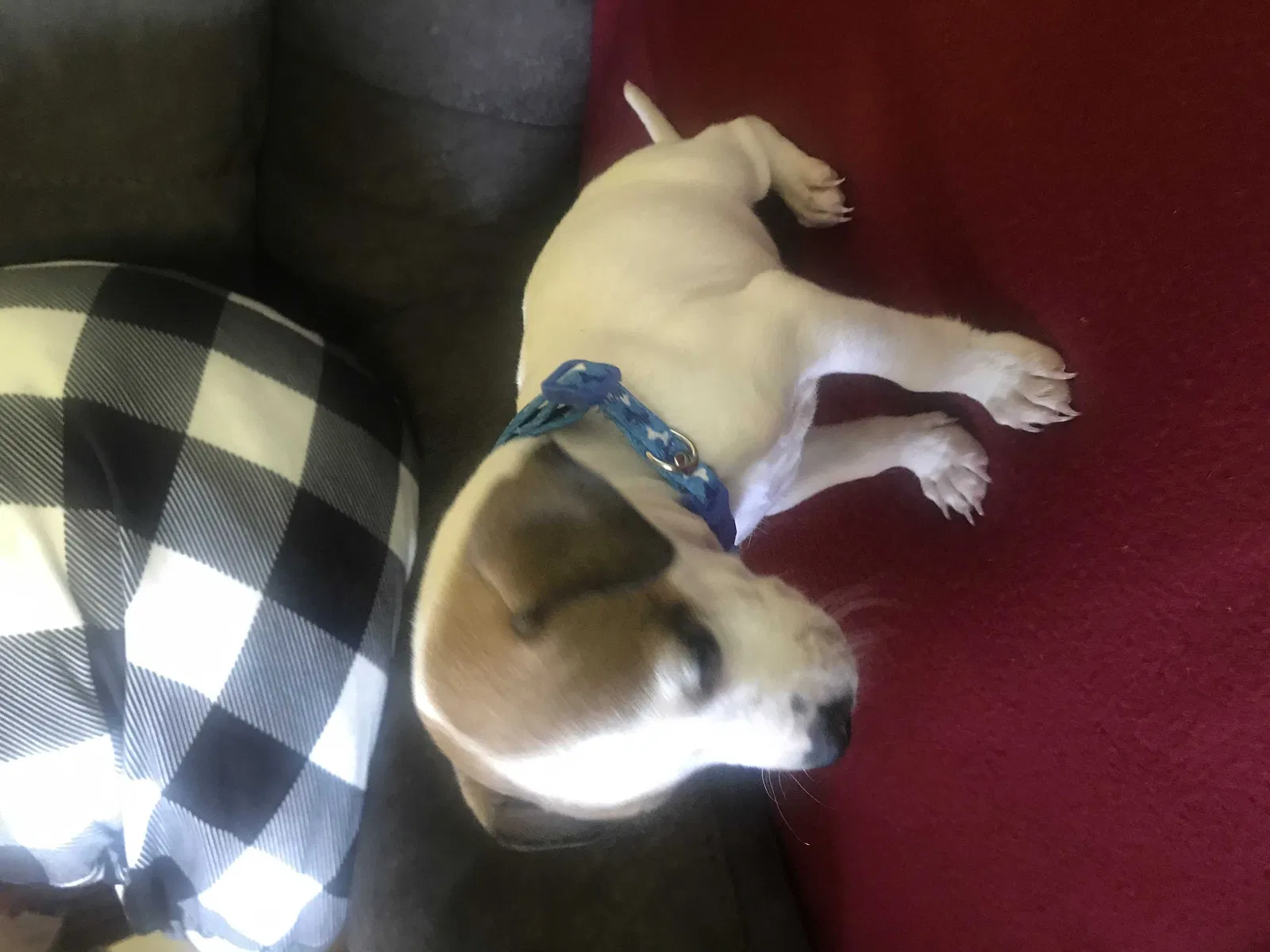 Lost dog in Tulsa, OK, 74115