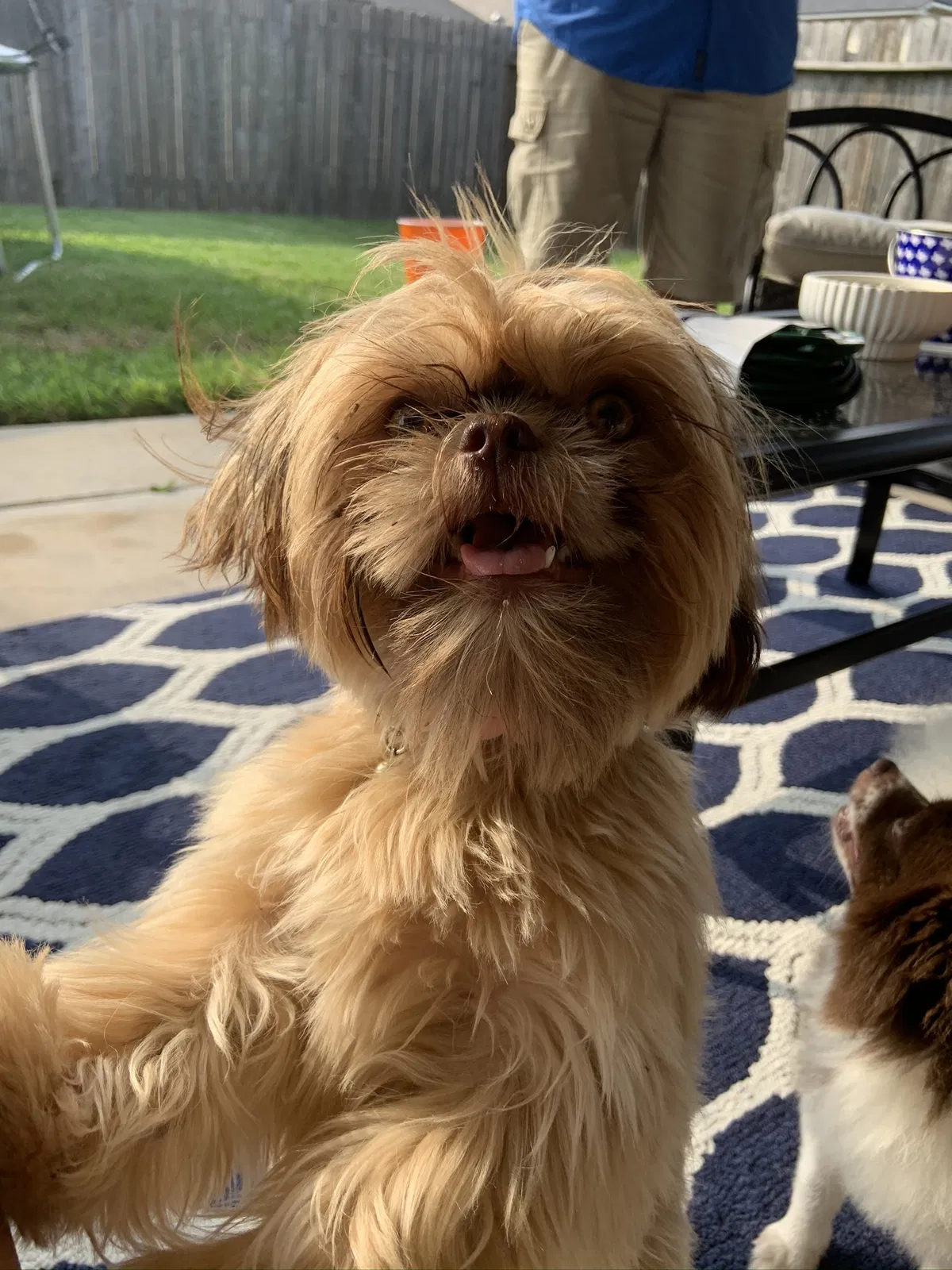 Lost dog in Portland, TX, 78374