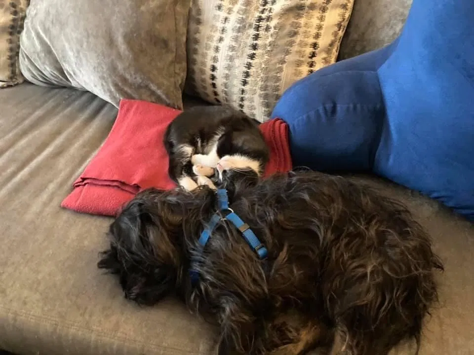 Lost dog in Dallas, TX, 75287
