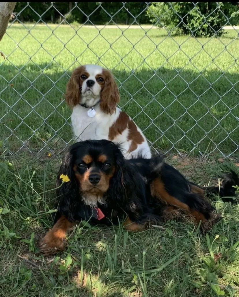 Lost dog in Winston Salem, NC, 27107