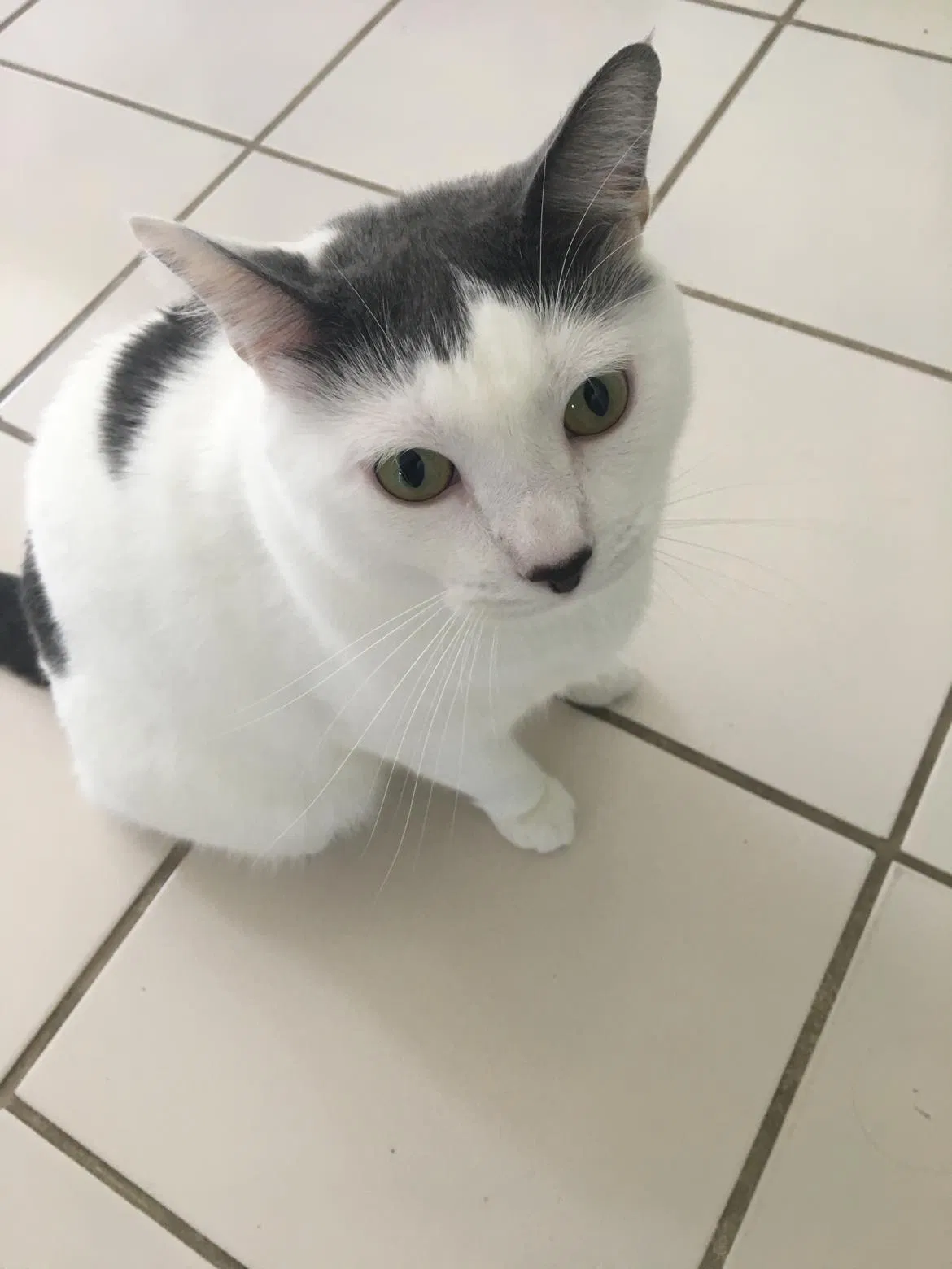 Lost cat in Palm Harbor, FL, 34683