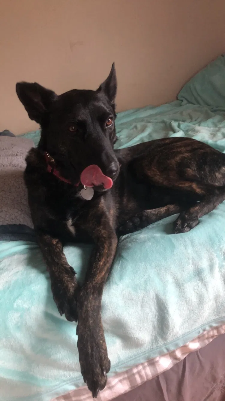 Lost dog in Hartford, SD, 57033