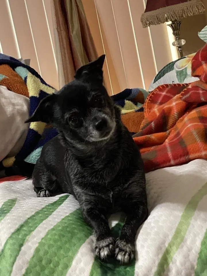 Lost dog in Thermal, CA, 92274