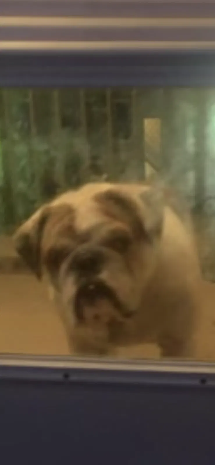 Lost dog in Fort Worth, TX, 76123