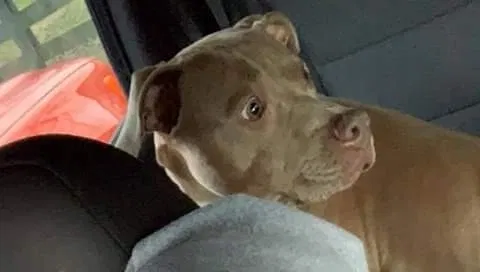 Lost dog in Bowling Green, KY, 42101