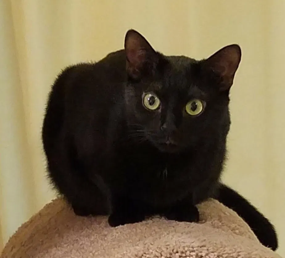 Found cat in Fairfax Station, VA, 22039