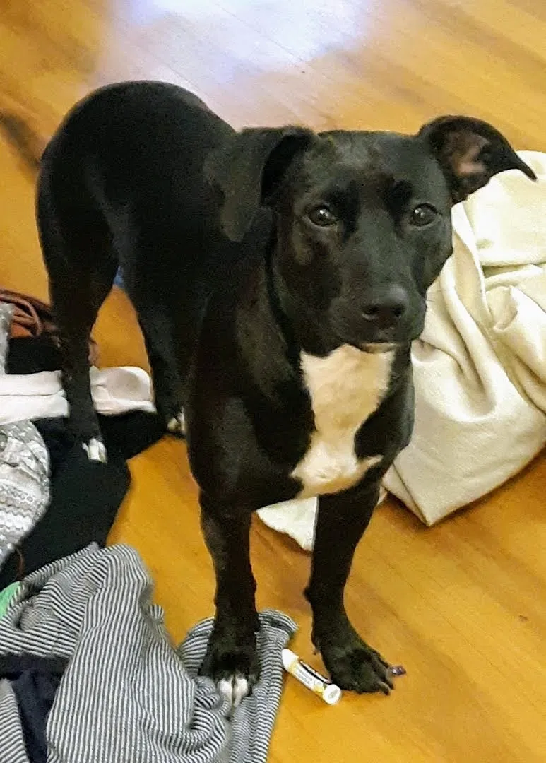 Lost dog in Cleveland, TN, 37311