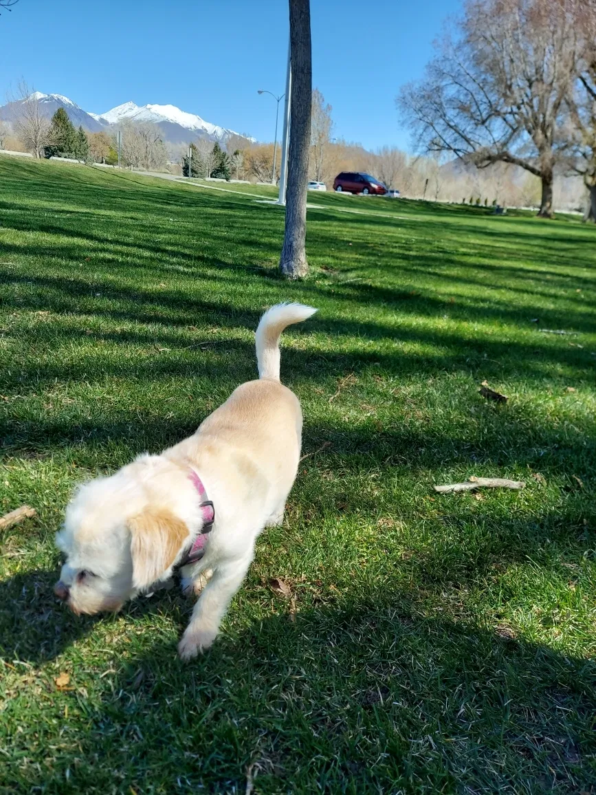Lost dog in Salem, UT, 84653