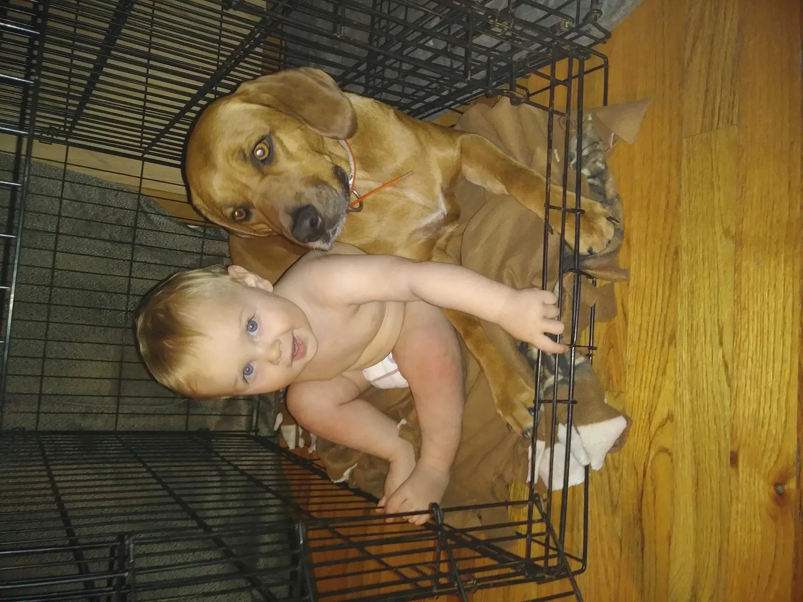 Lost dog in Warrenville, SC, 29851