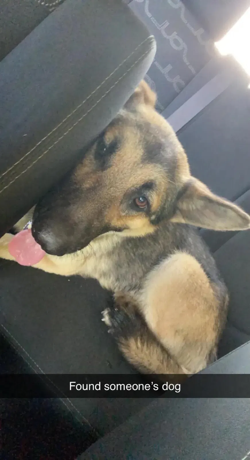Found dog in Tyler, TX, 75701