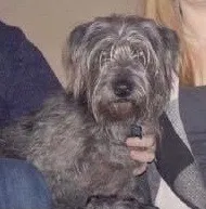 Lost dog in Louisville, KY, 40217