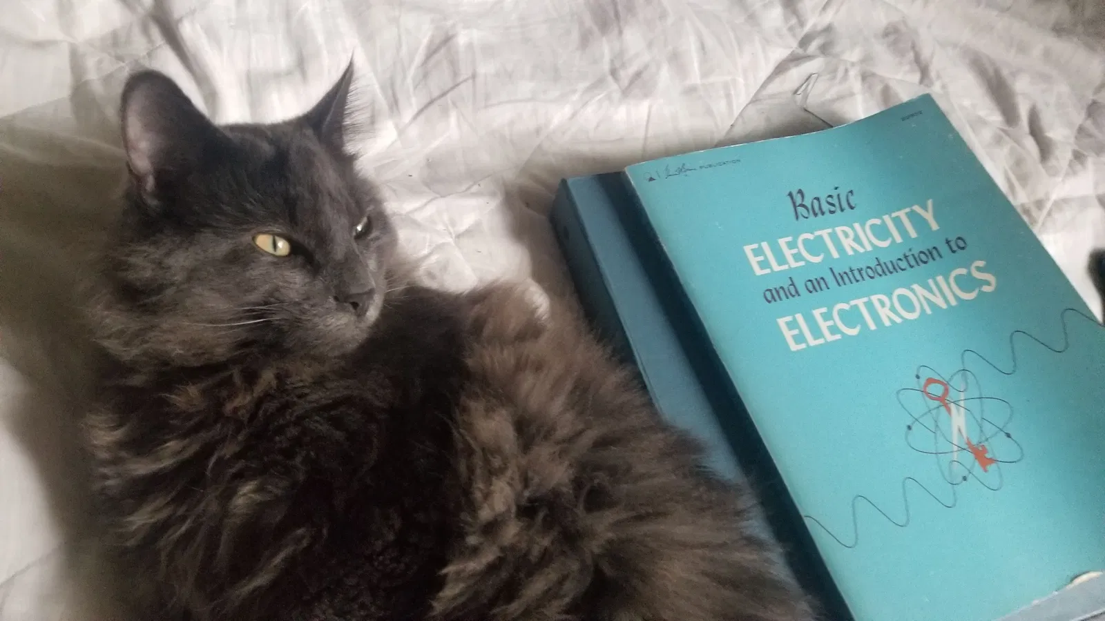 Lost cat in Salem, OR, 97305