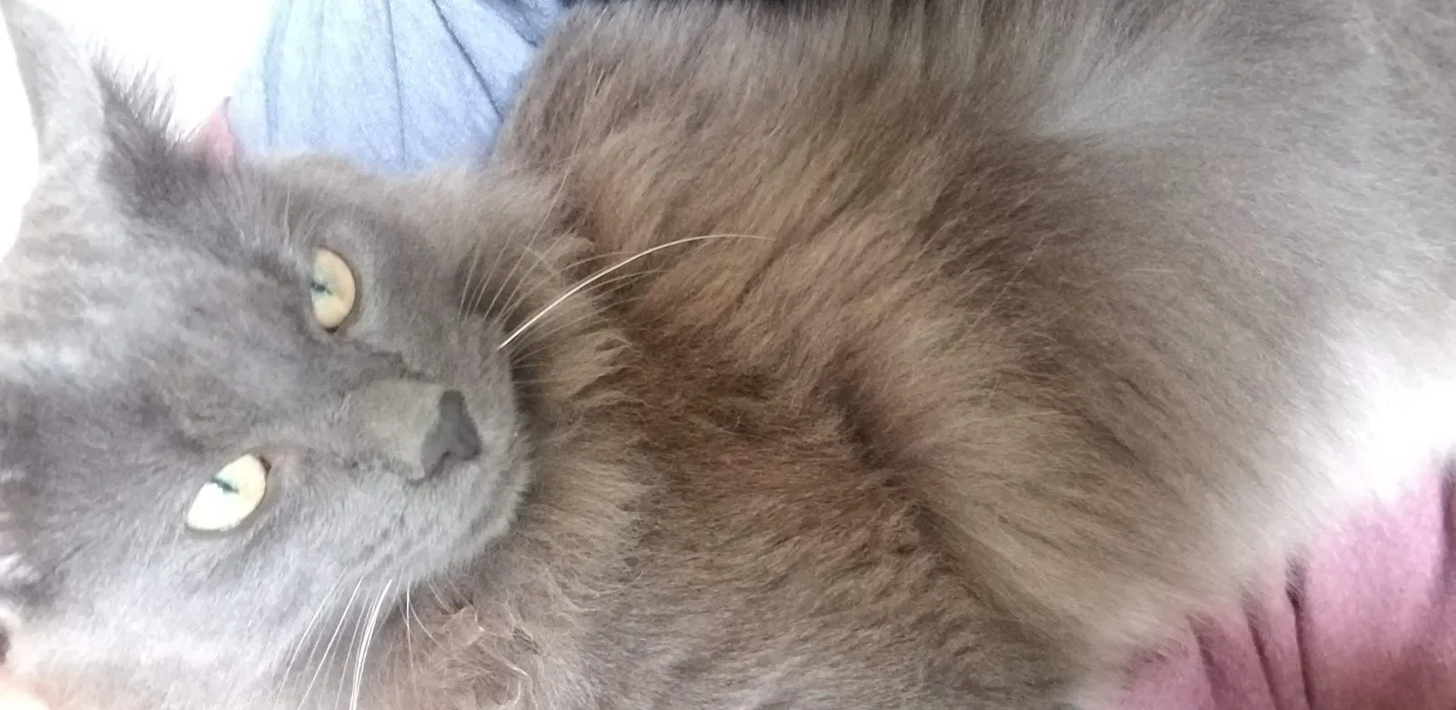 Lost cat in Salem, OR, 97305