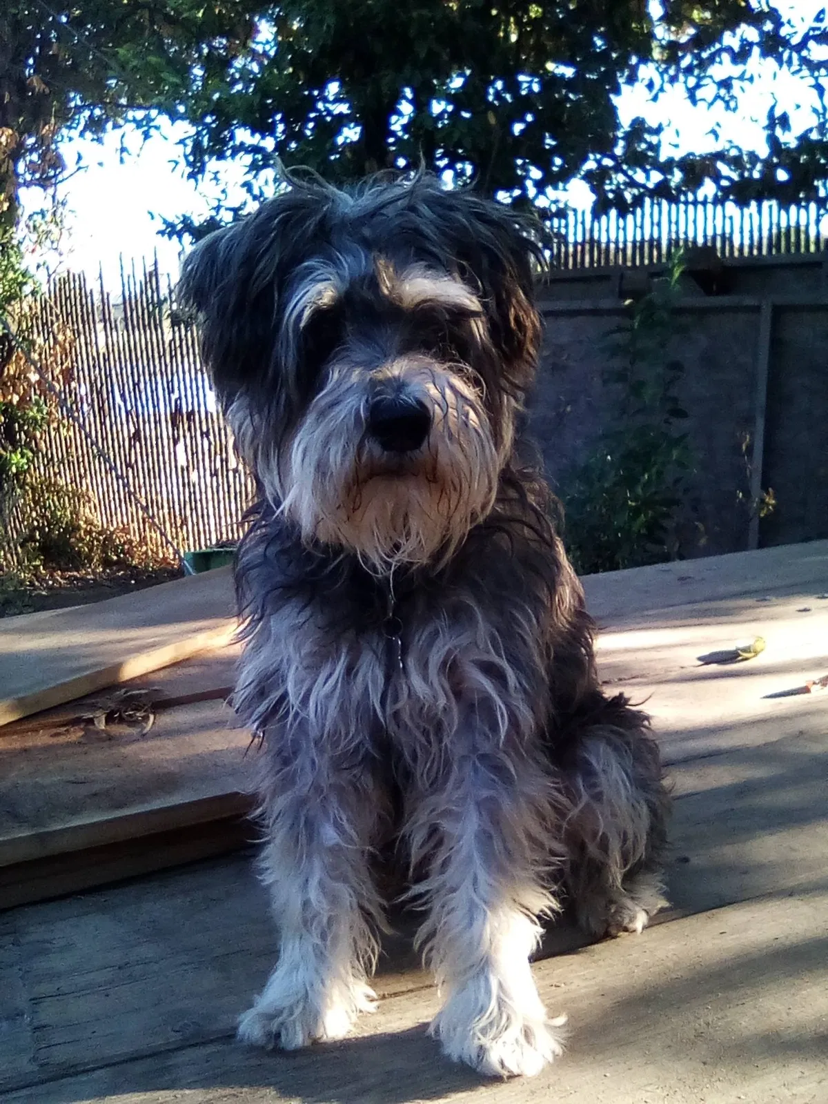 Lost dog in Fresno, CA, 93727