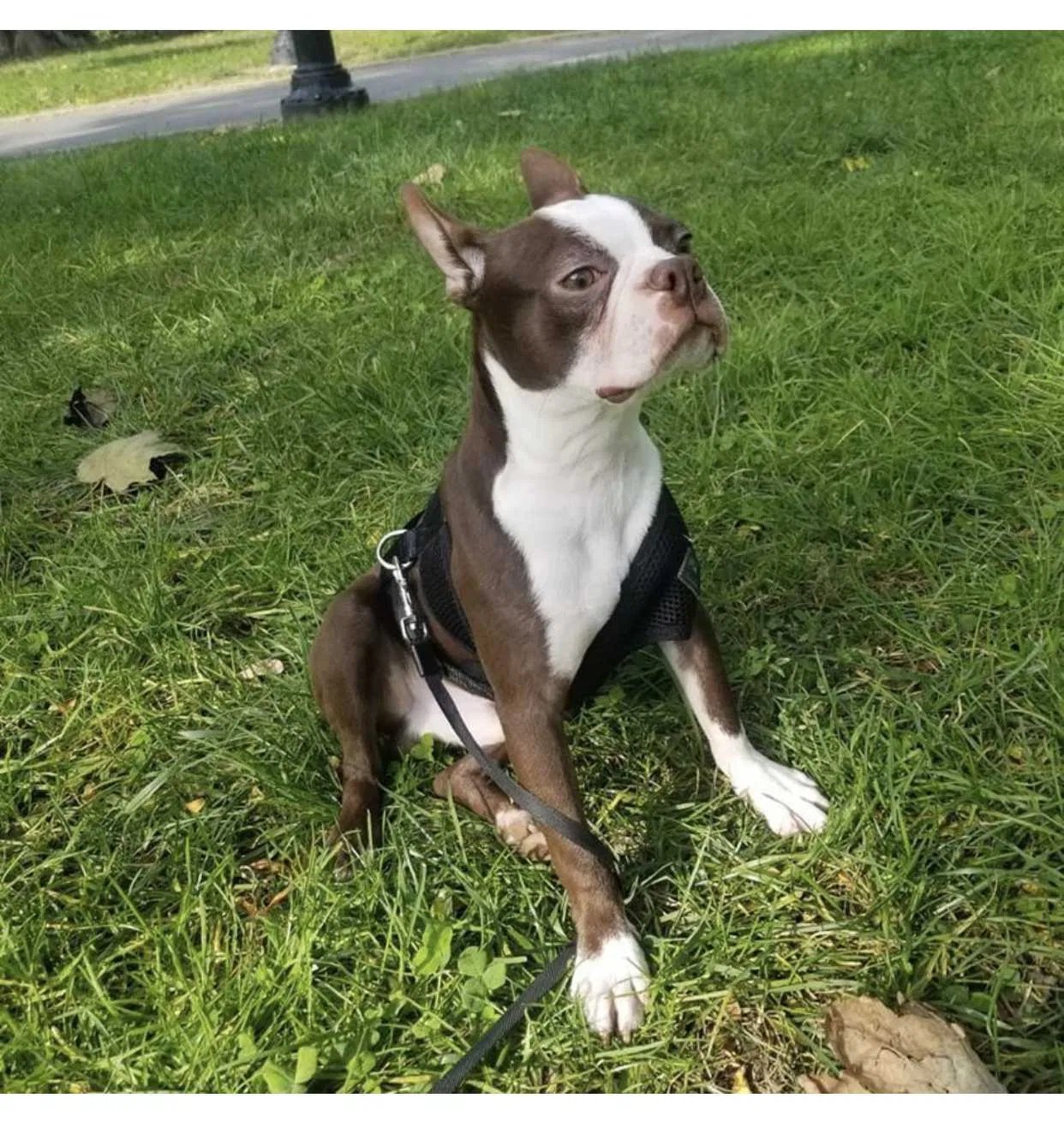 Lost dog in Mount Vernon, NY, 10550