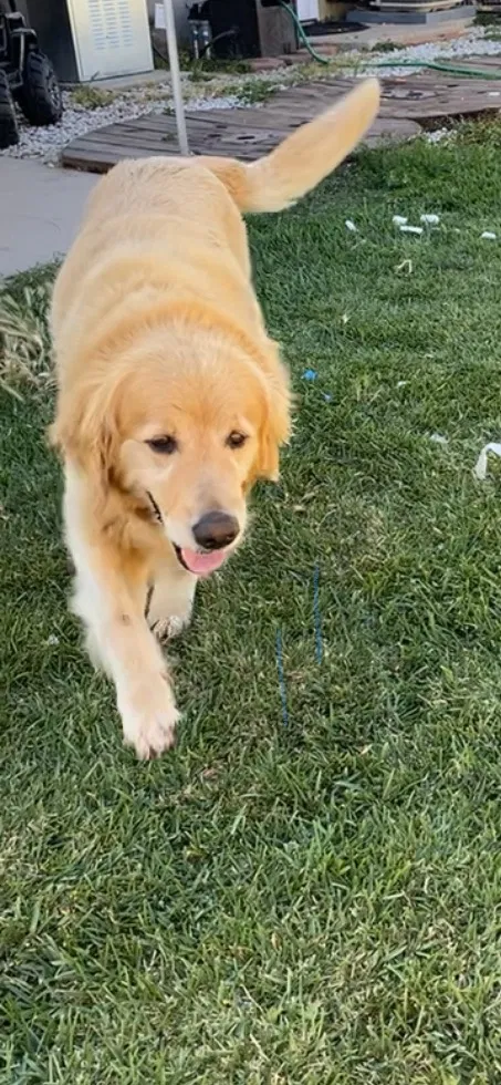Lost dog in Whittier, CA, 90606