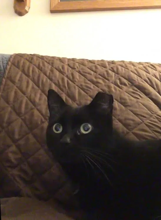 Lost cat in Clifton, NJ, 7011