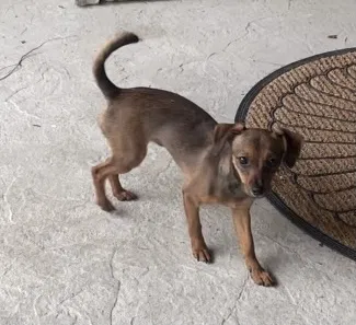 Lost dog in San Diego, CA, 92103