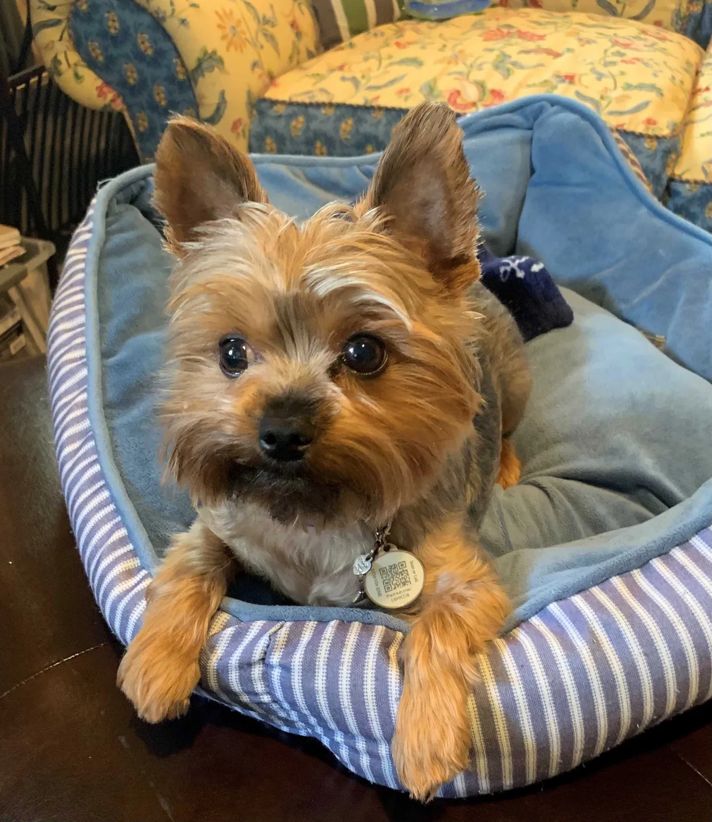 Lost dog in Plano, TX, 75094