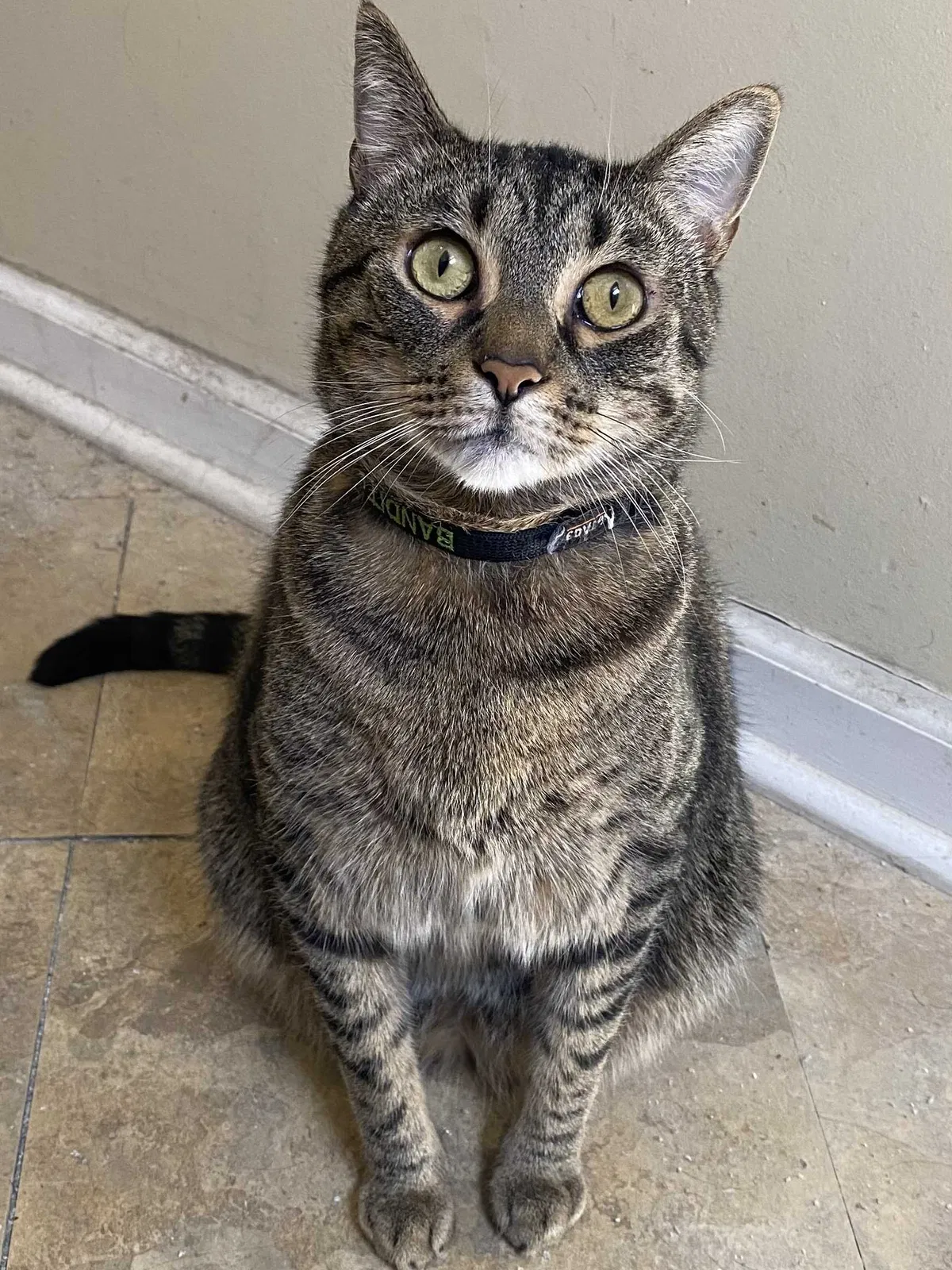 Lost cat in Savannah, GA, 31401