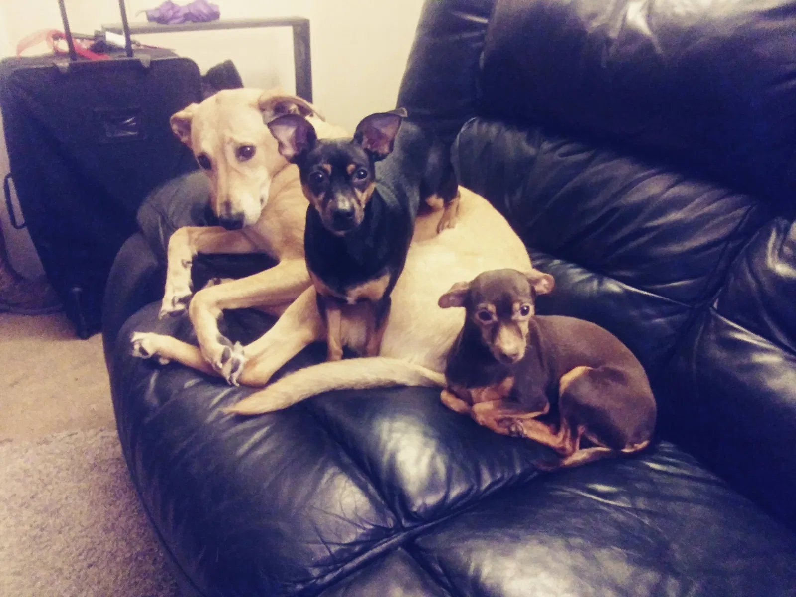 Lost dog in Alvarado, TX, 76009