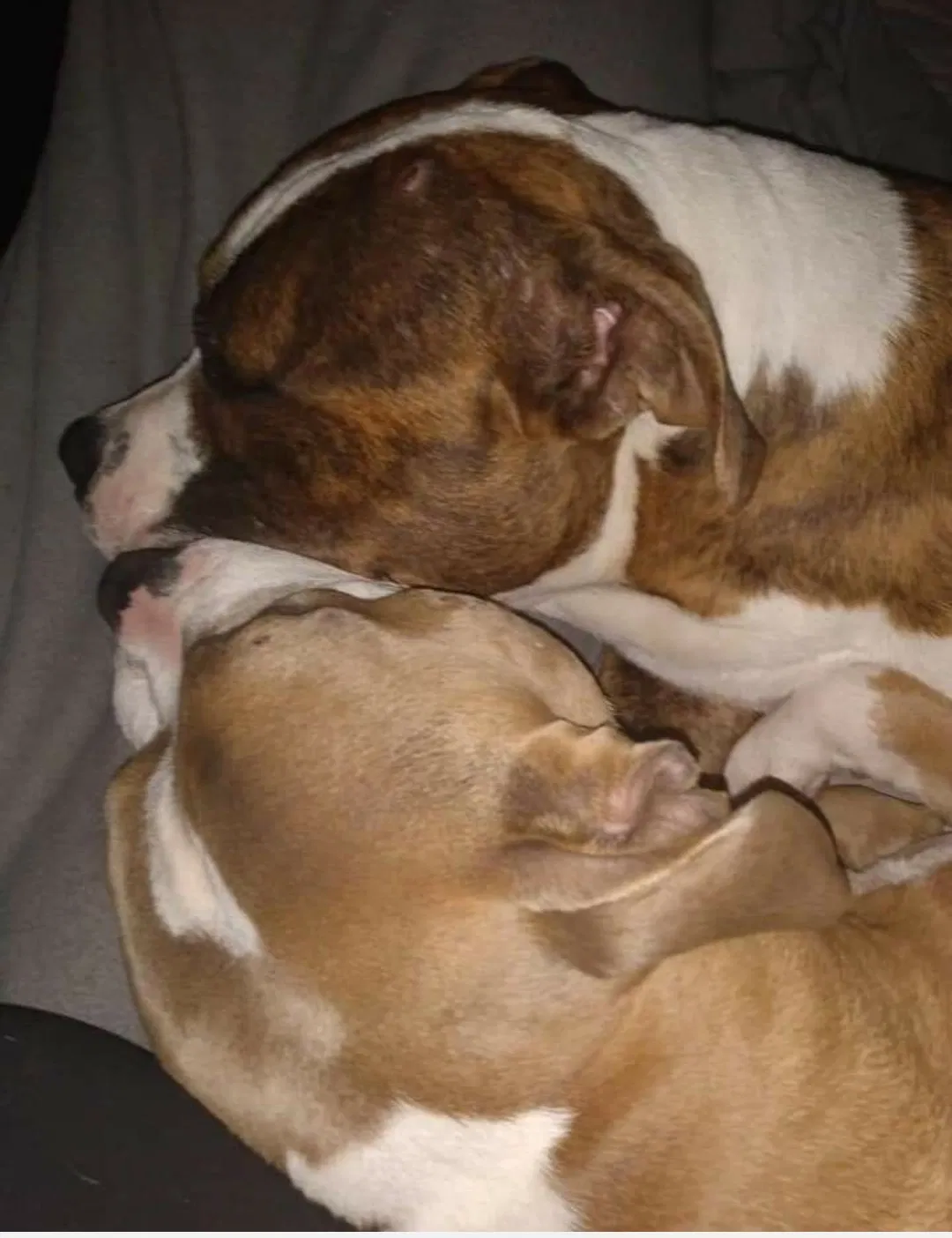Lost dog in Edinburg, TX, 78539