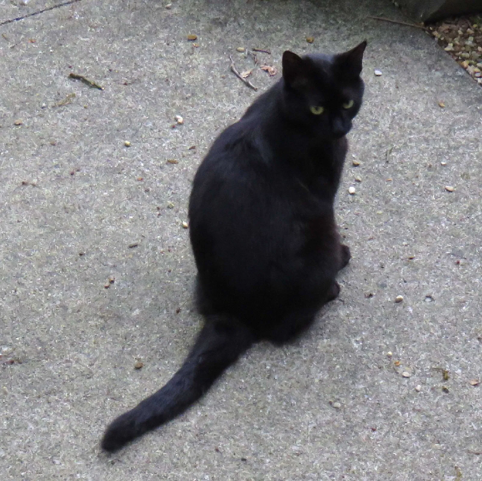 Lost cat in Columbus, OH, 43214