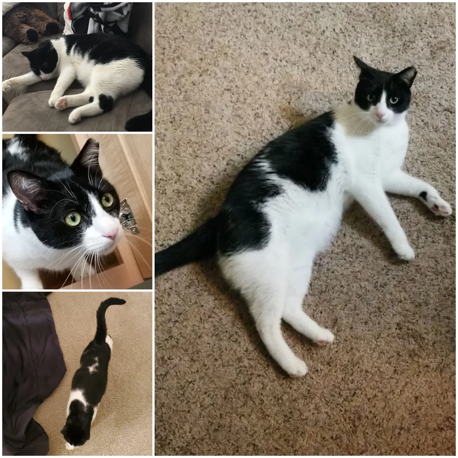 Lost cat in Clinton Township, MI, 48038