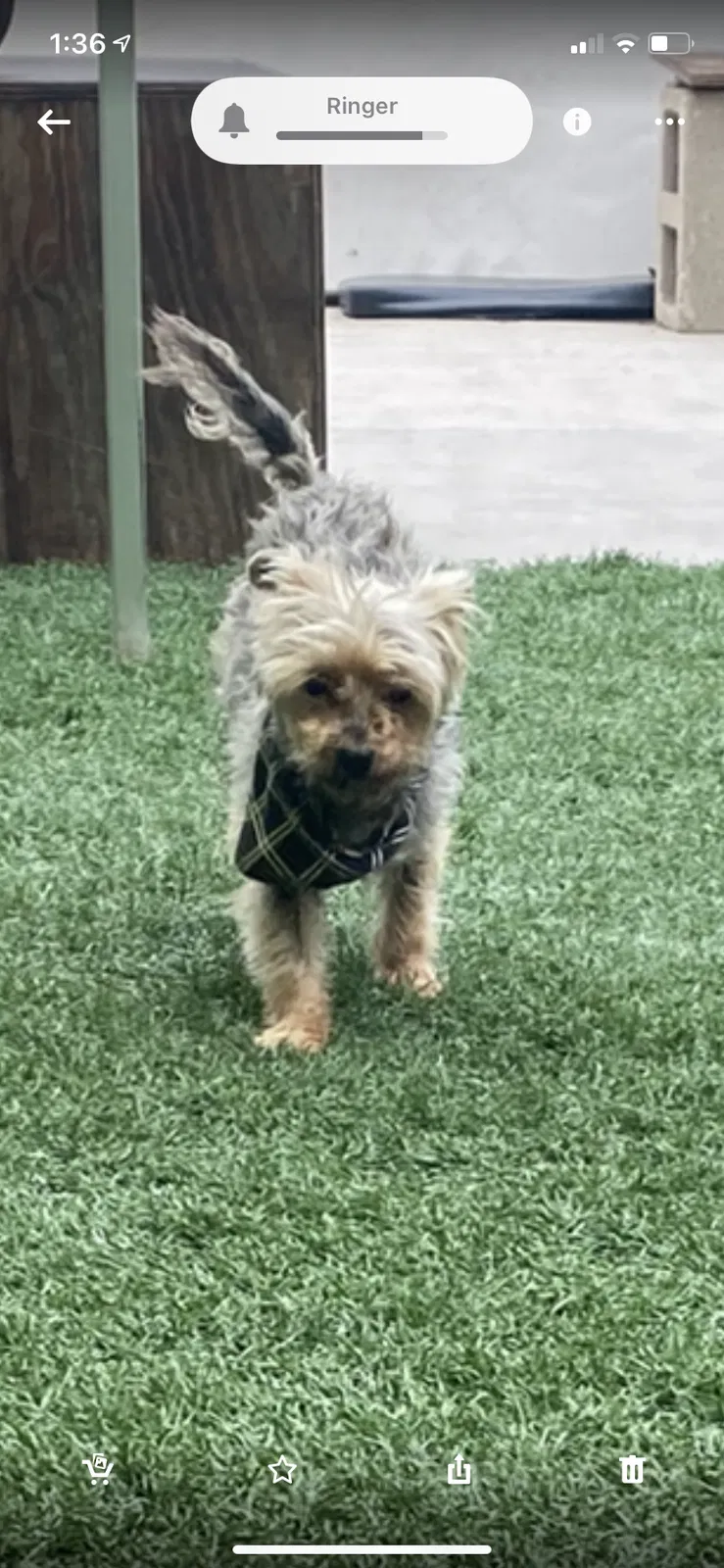 Lost dog in Chula Vista, CA, 91911