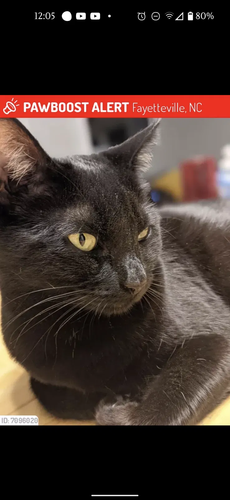 Lost cat in Fayetteville, NC, 28314