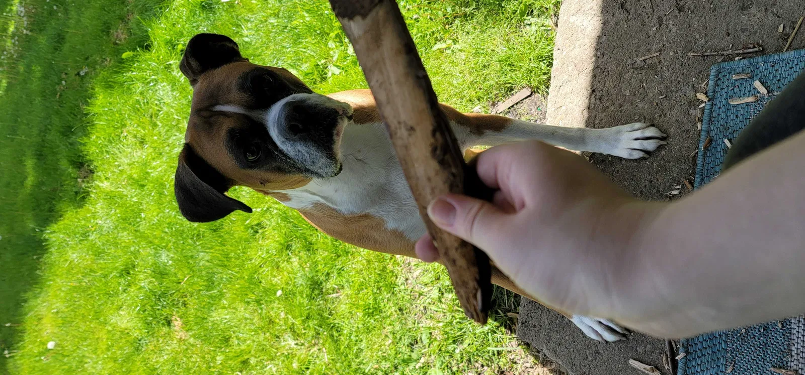 Lost dog in Newark, OH, 43055
