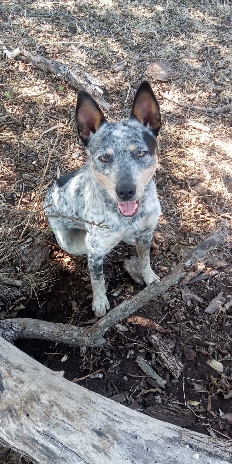 Lost dog in Salado, TX, 76571