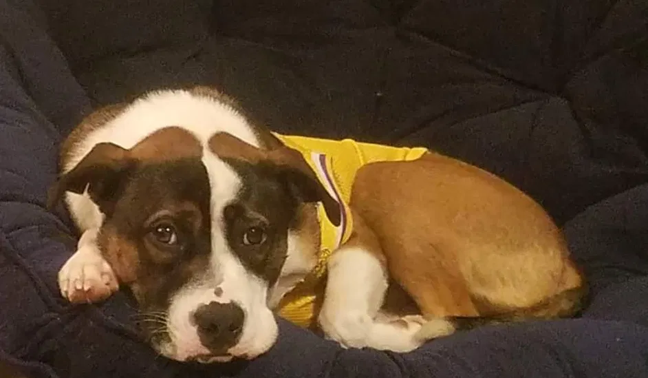 Lost dog in Duncanville, TX, 75137